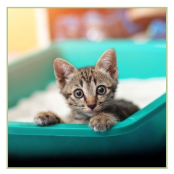 Кошачий туалет