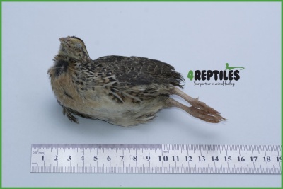 4Reptiles Quail 300g