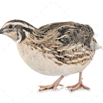 4Reptiles Quail 300g