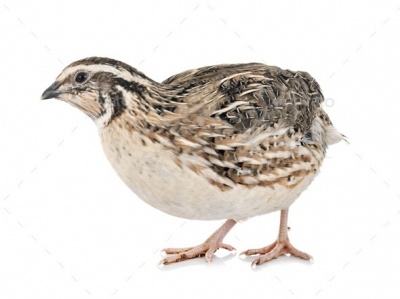 4Reptiles Quail 300g