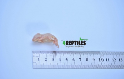 4Reptiles Mice pinks 1-2g/25pc's