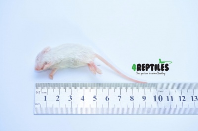 4Reptiles Mice Crawler 6-10g/25ps'c