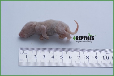 4Reptiles Žurkas mazuļi 5-14g/25gb