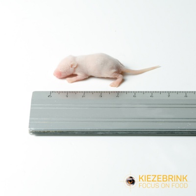 4Reptiles Peļes mazuļi XXL 3-4g/25gb