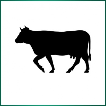 Beef
