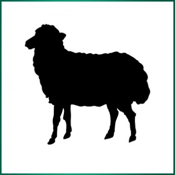 Lamb