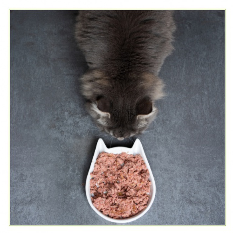 Cat food cheap types