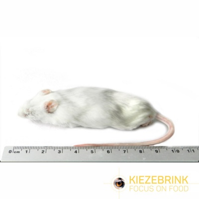 4Reptiles Jumbo mice >30g (25pc)