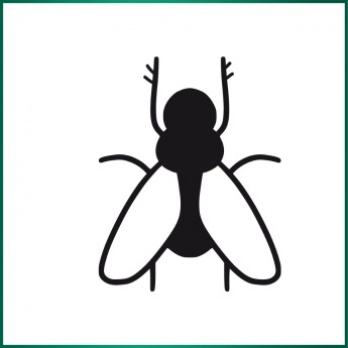 Insekti