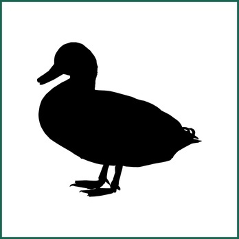Pīle