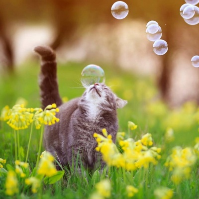 WOW BLOW Meaty bubbles Catnip