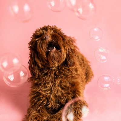 WOW BLOW Meaty bubbles birthday cake