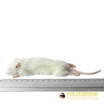 4Reptiles Small weaner rat 25-60g/1pc's
