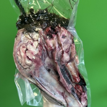 Z/S Sidrabjērs Deer Head 1/2 pcs