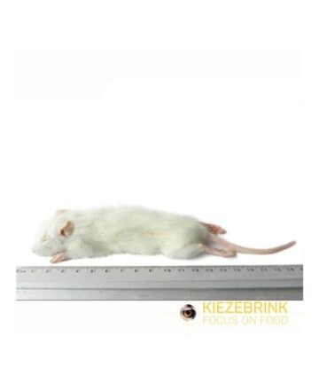 4Reptiles Rat 25-60g / 1psc